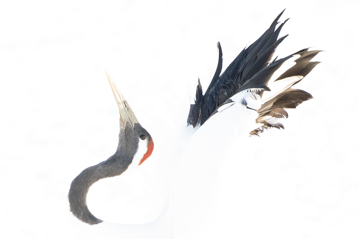 Japanese crane