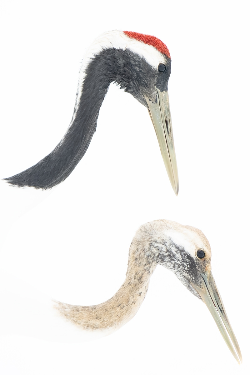 Japanese crane