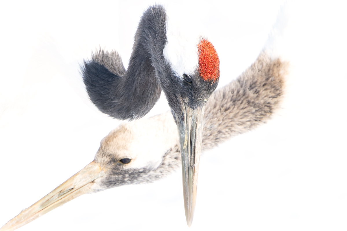 Japanese crane