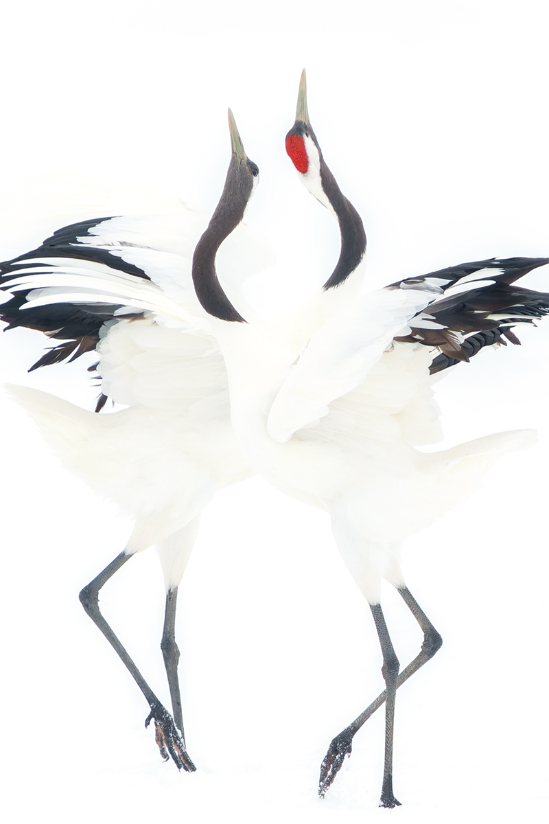 Japanese crane