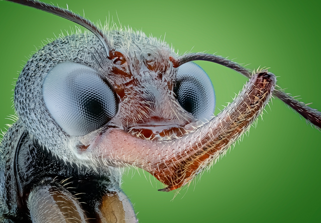 The Beauty of insects
