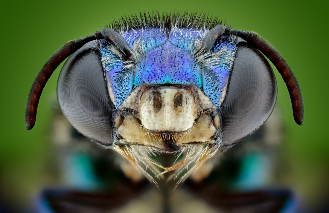 The Beauty of insects