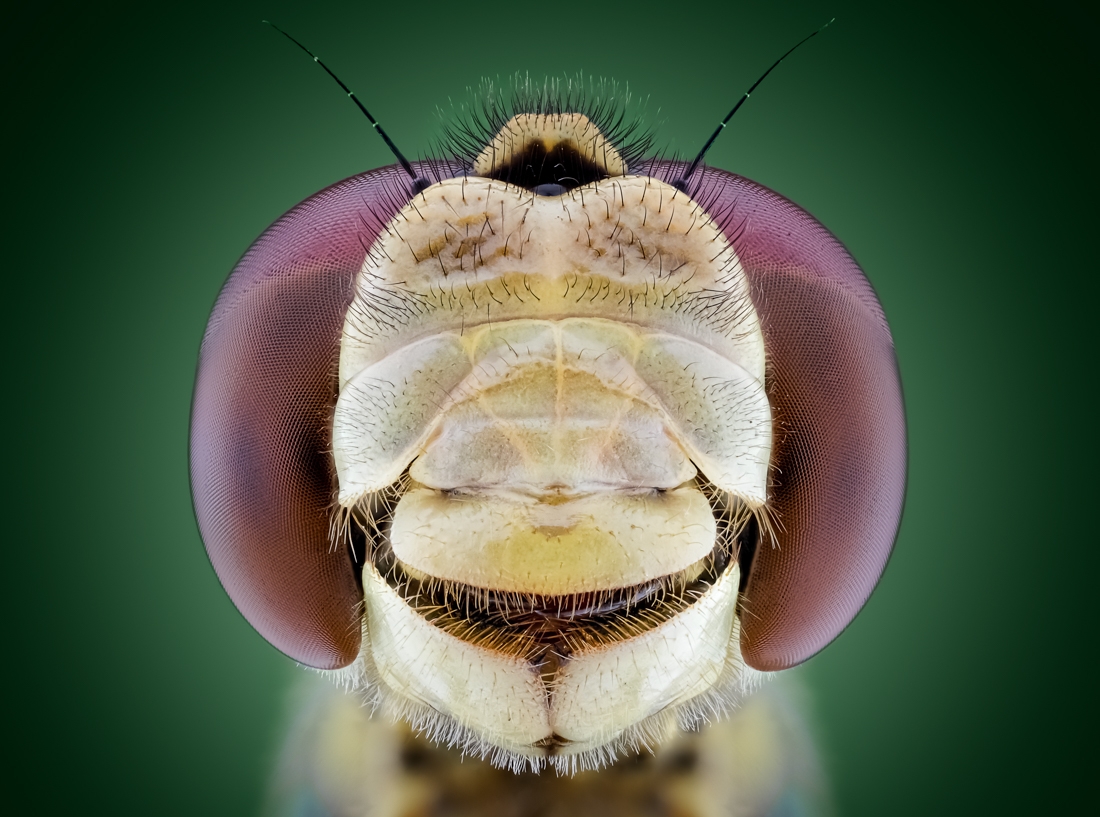The Beauty of insects
