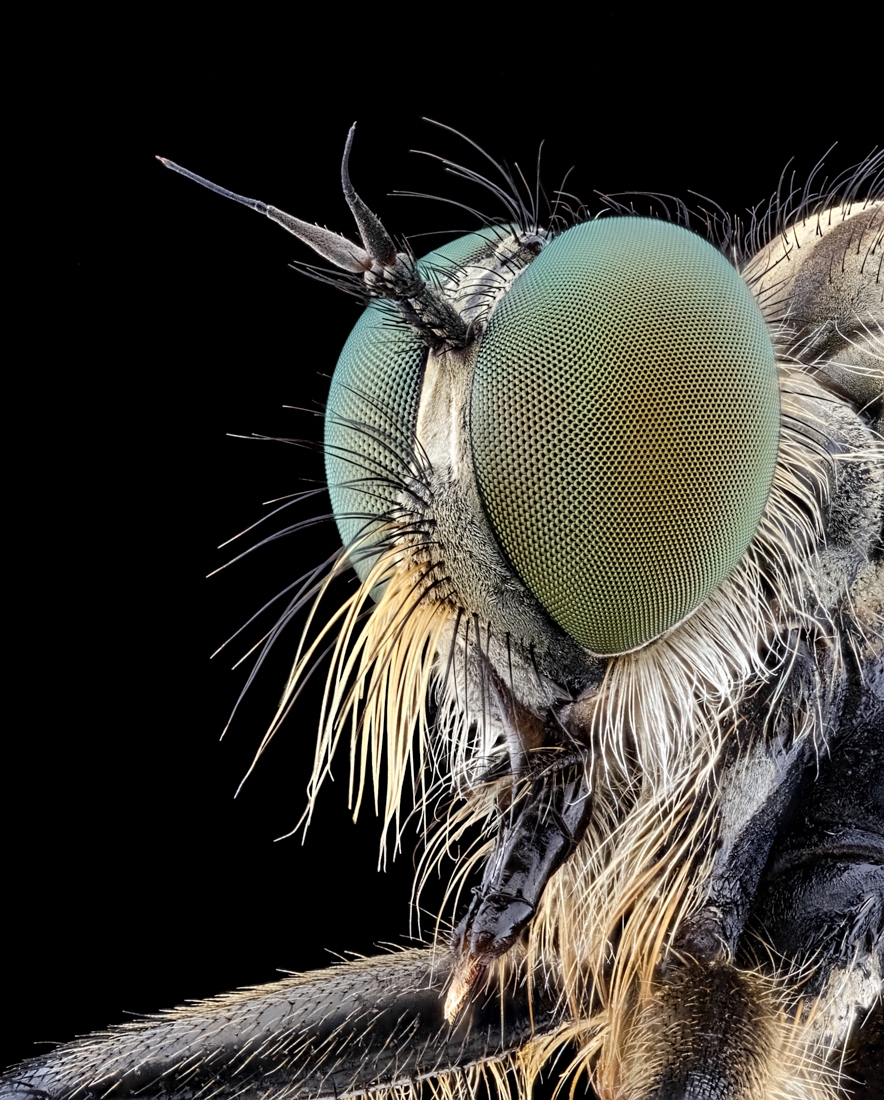 The Beauty of insects