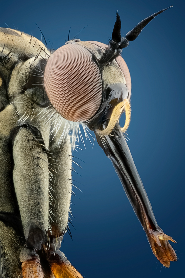 The Beauty of insects