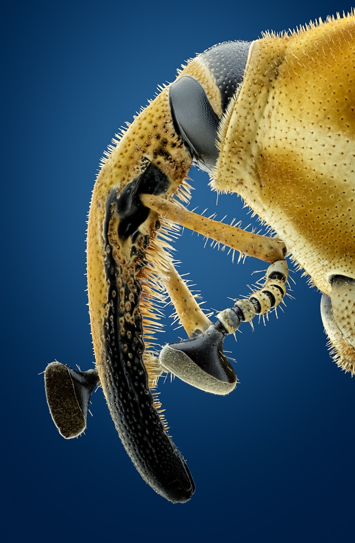 The Beauty of insects