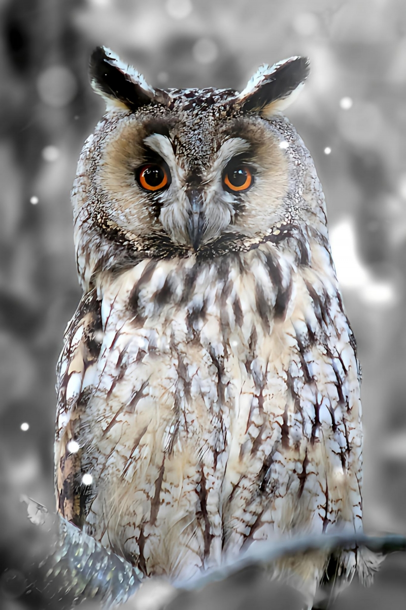 The Owl 