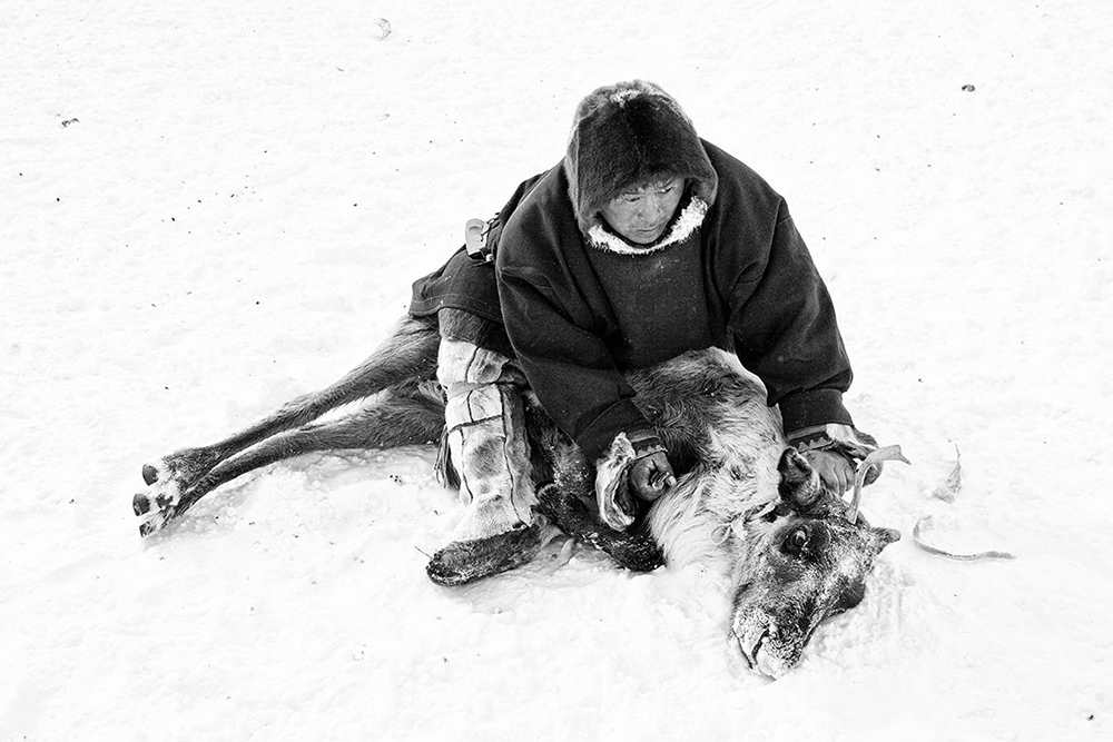 Nenets, The Reindeer Herders. The last nomads of the Arctic