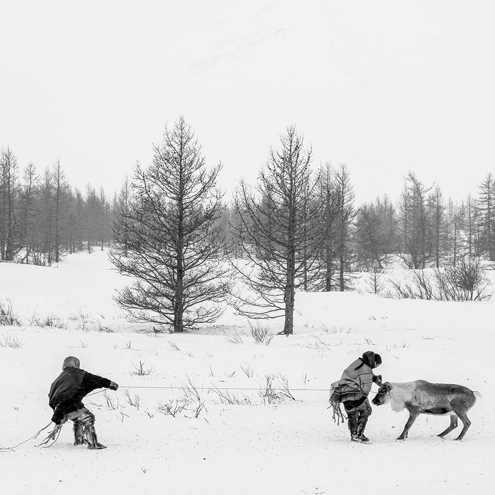 Nenets, The Reindeer Herders. The last nomads of the Arctic