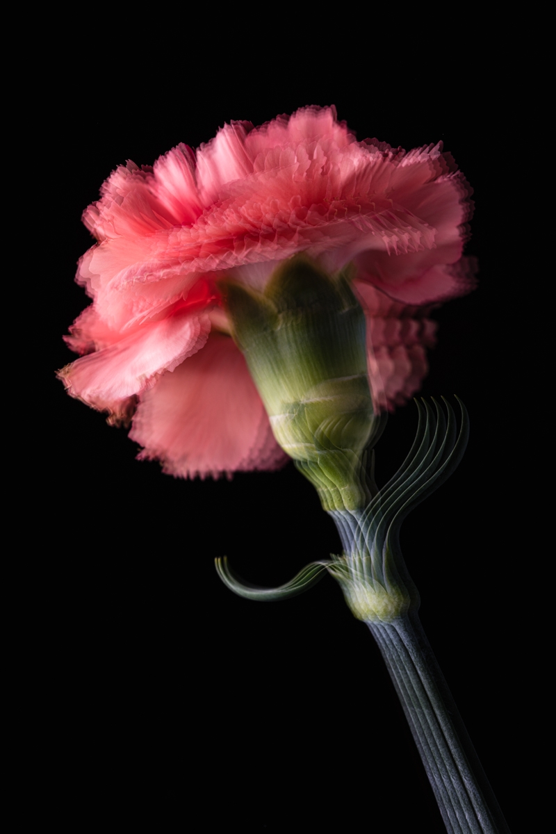 Photosynthetic Sculptures II