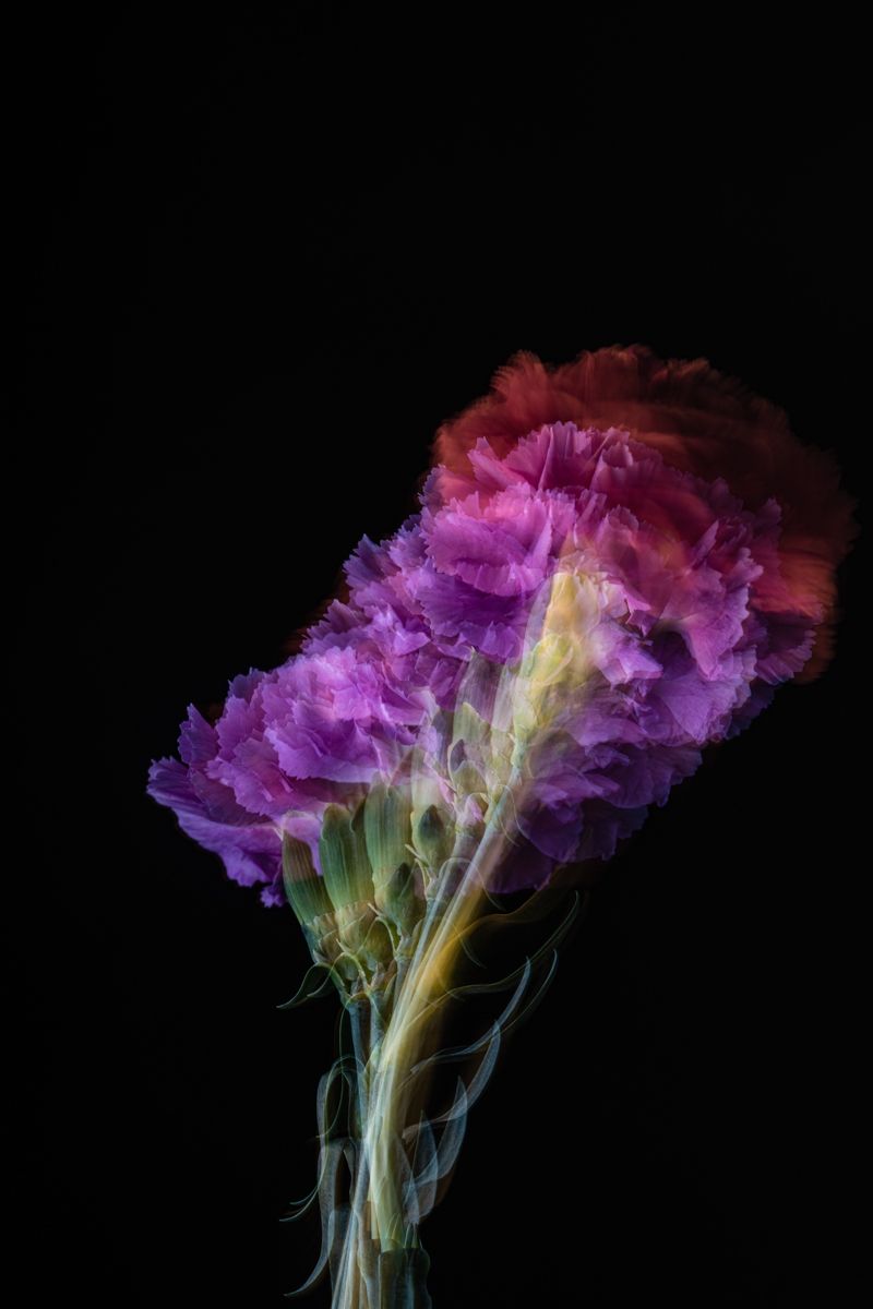 Photosynthetic Sculptures II