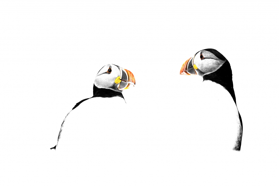 Puffin dream