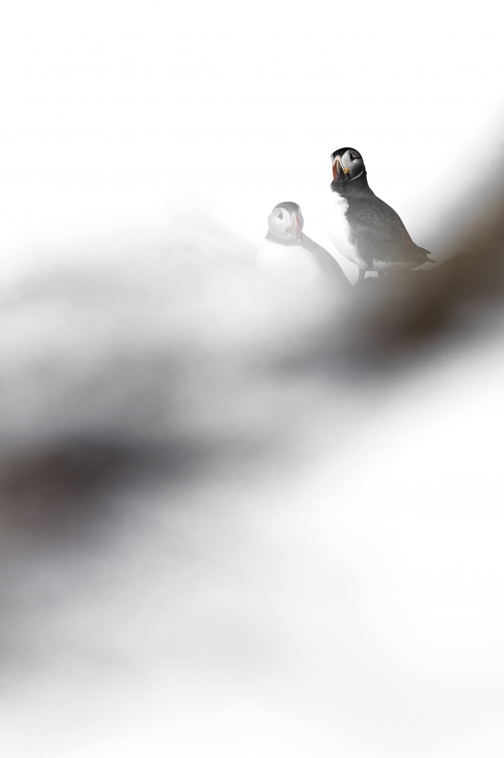Puffin dream