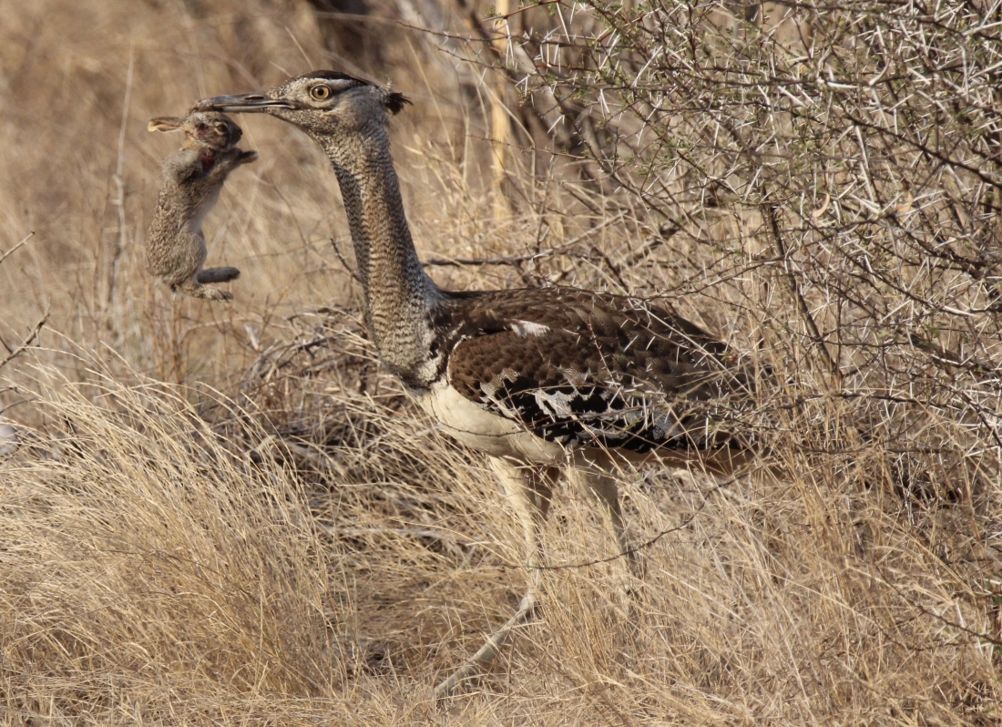 Fired up Kori Bustard with a terrified Shrub Hare