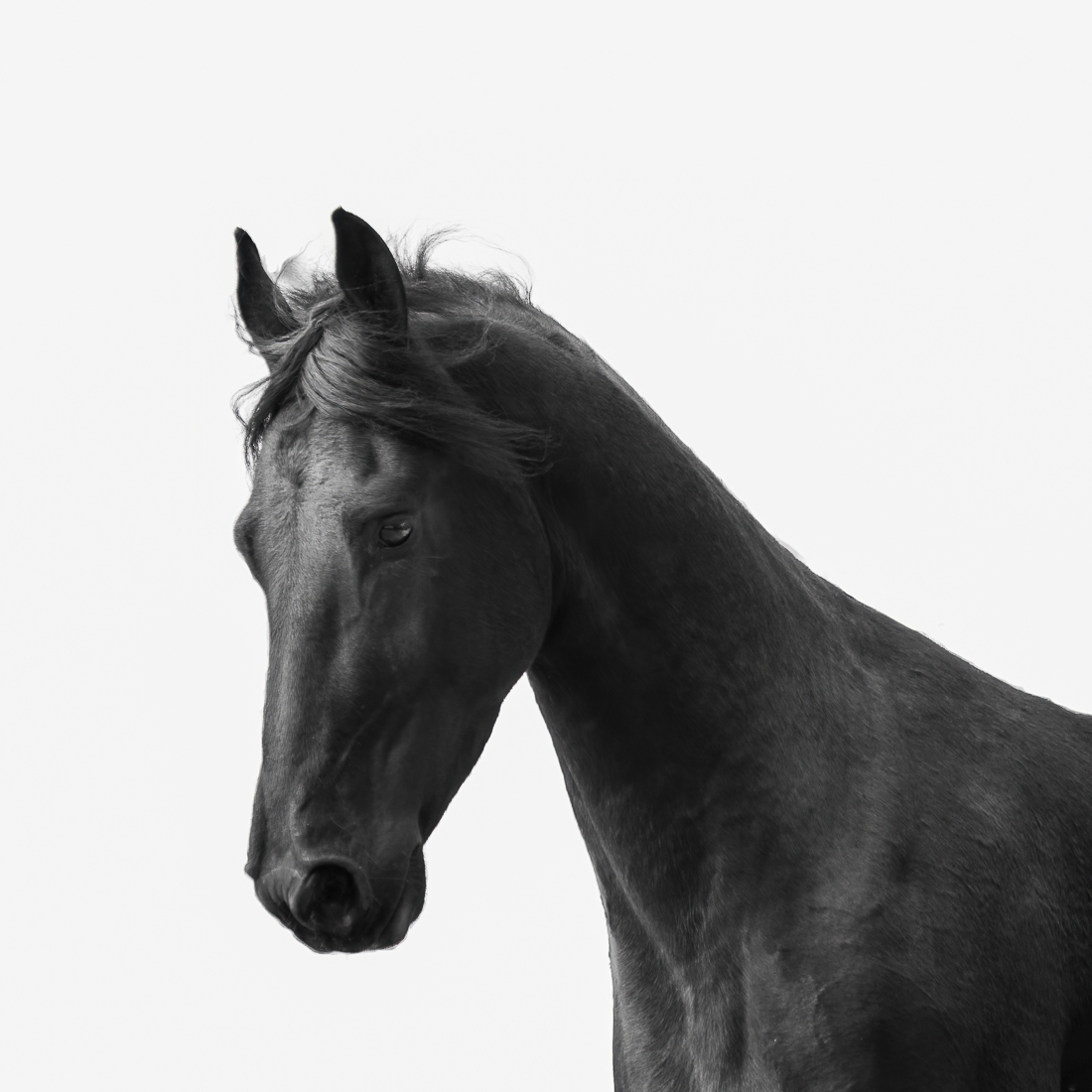 Dark Horses.