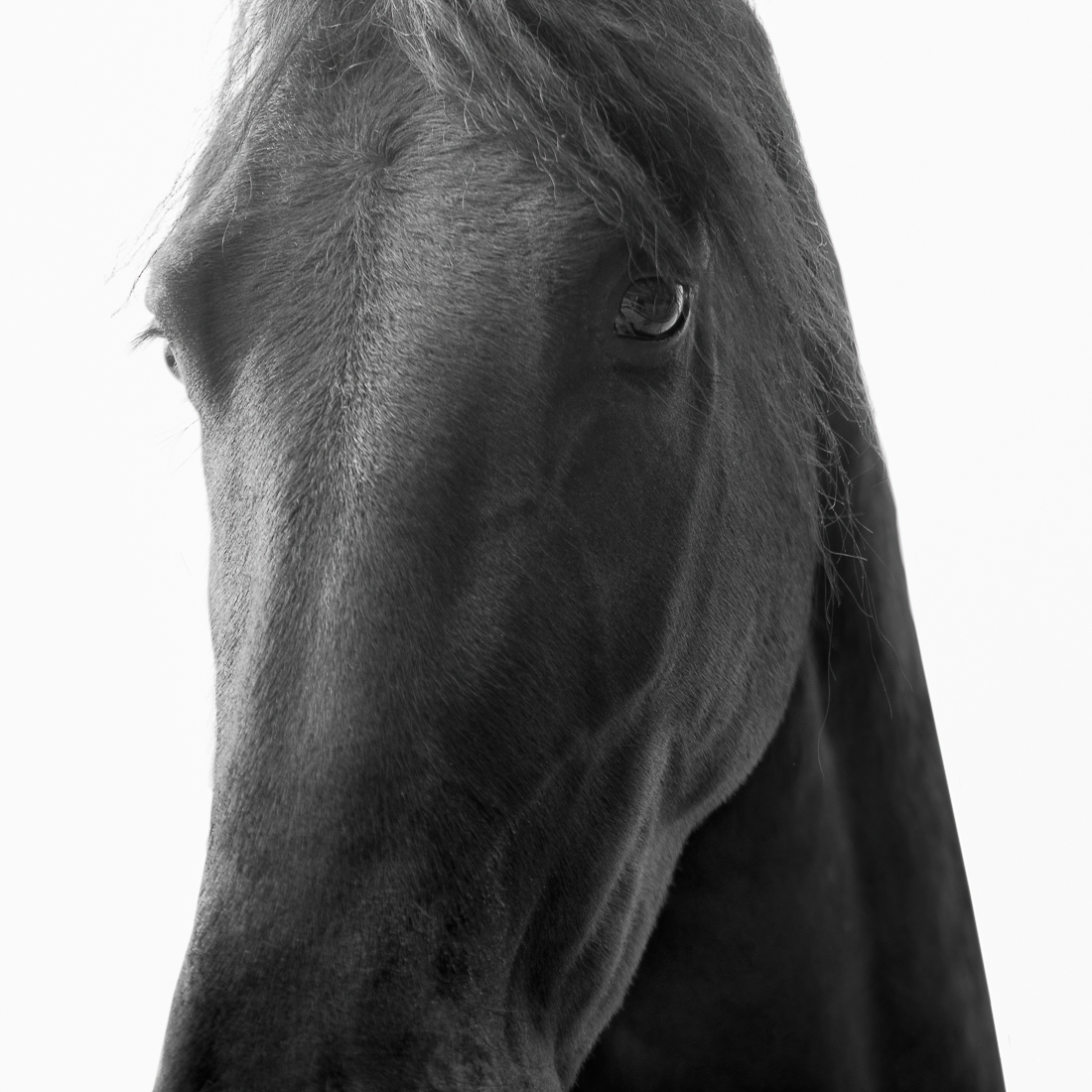 Dark Horses.