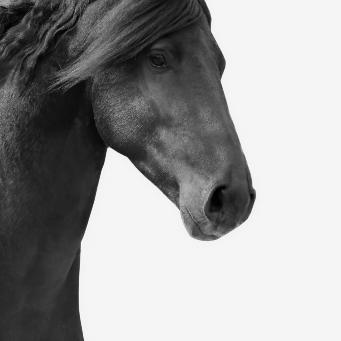 Dark Horses.