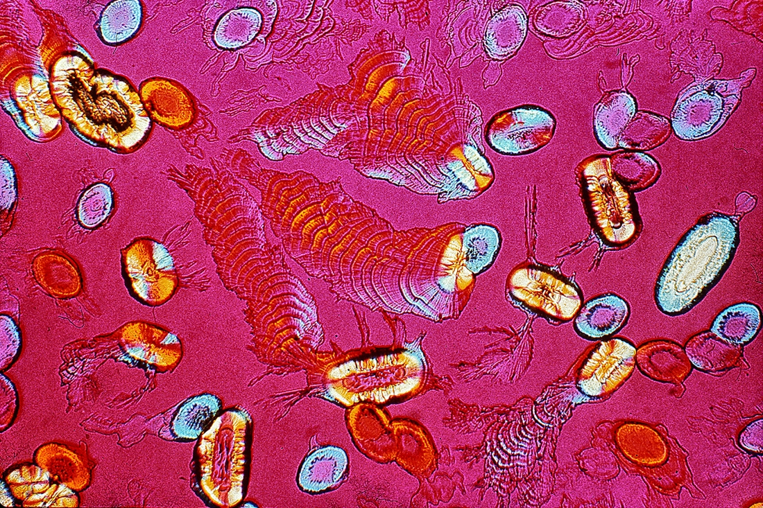 Crystallizations
