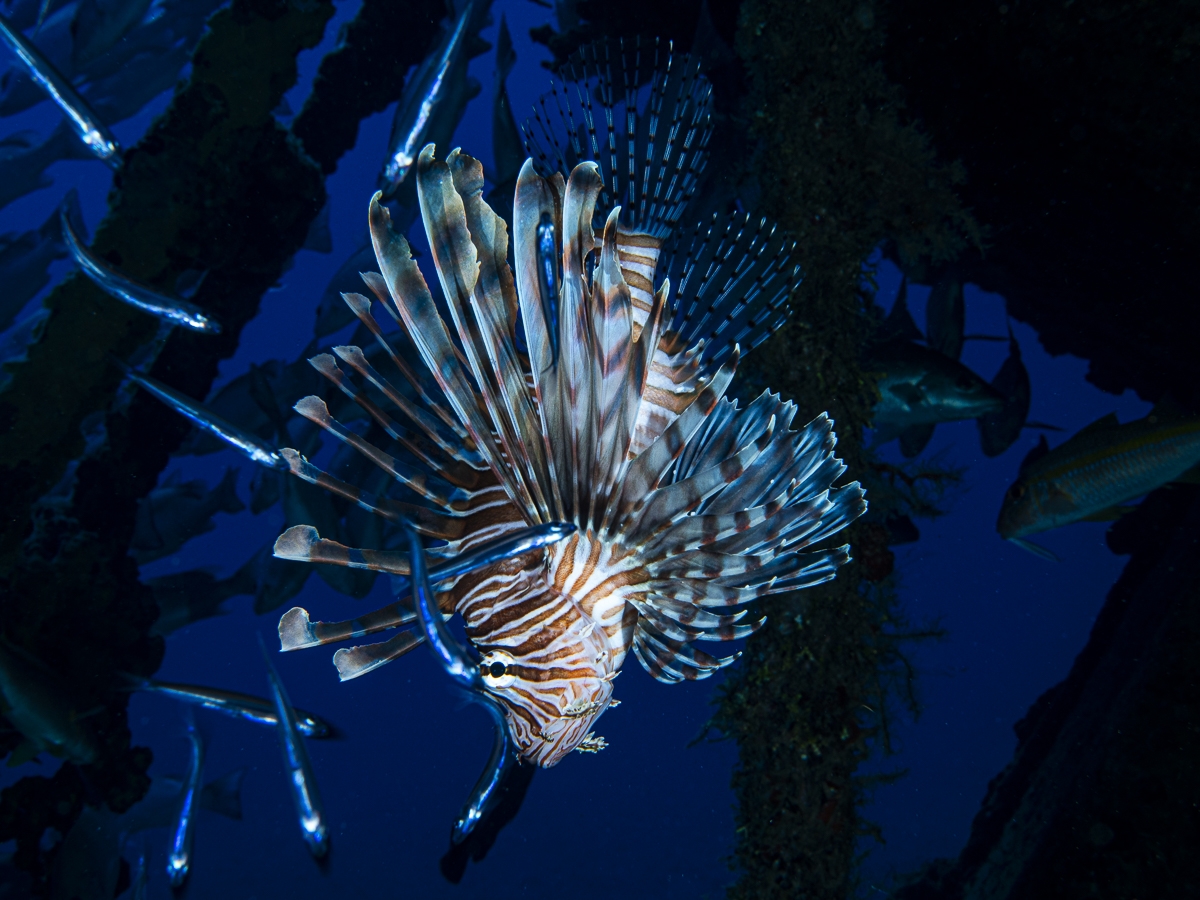 under water life