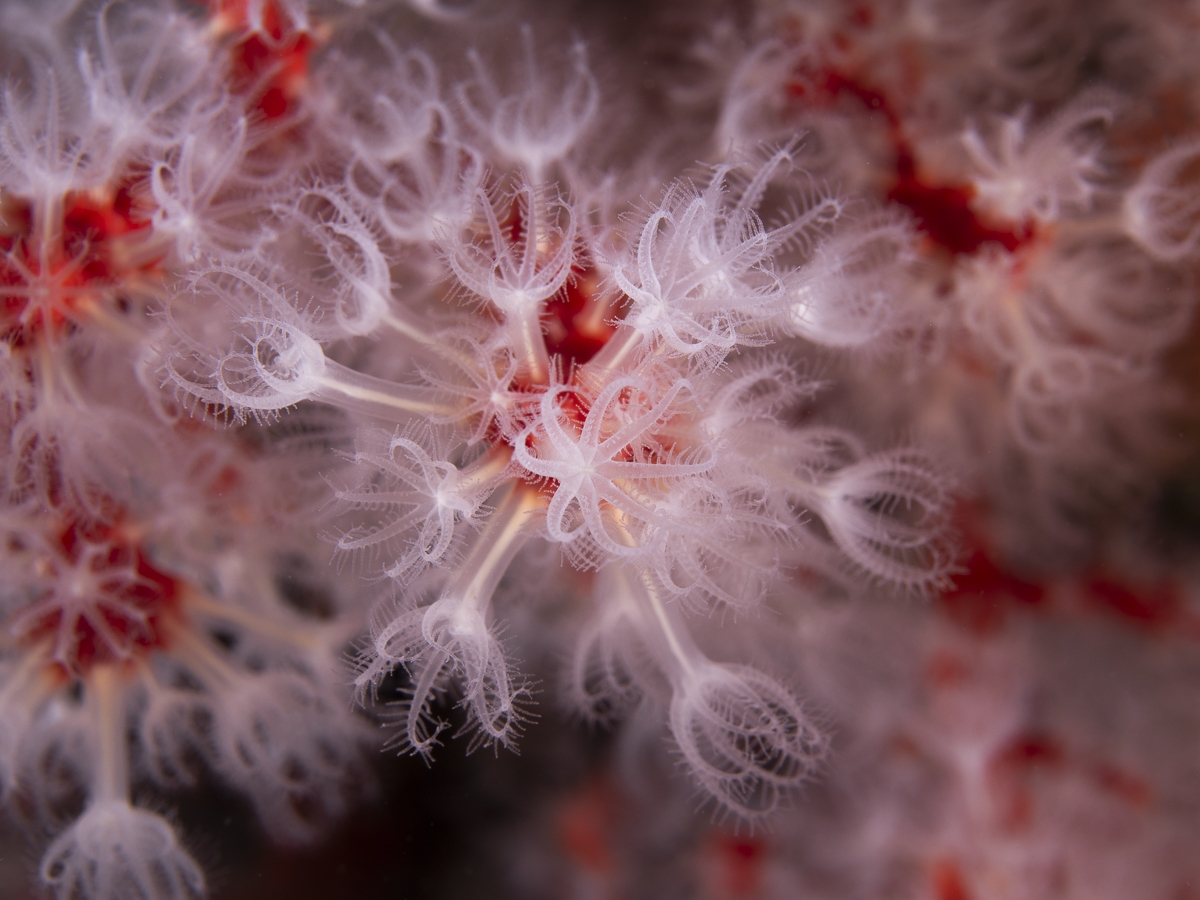 under water life