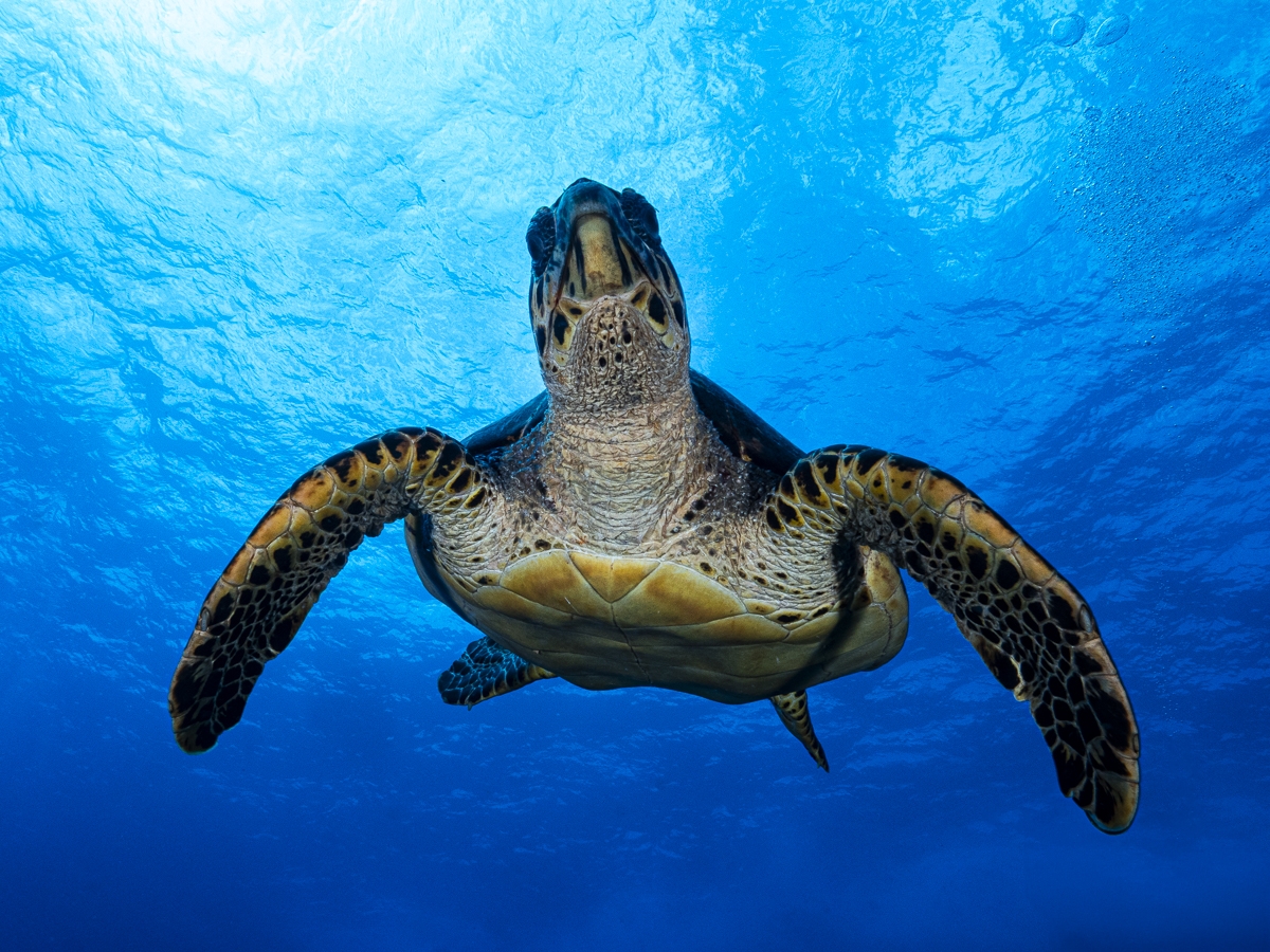 under water life
