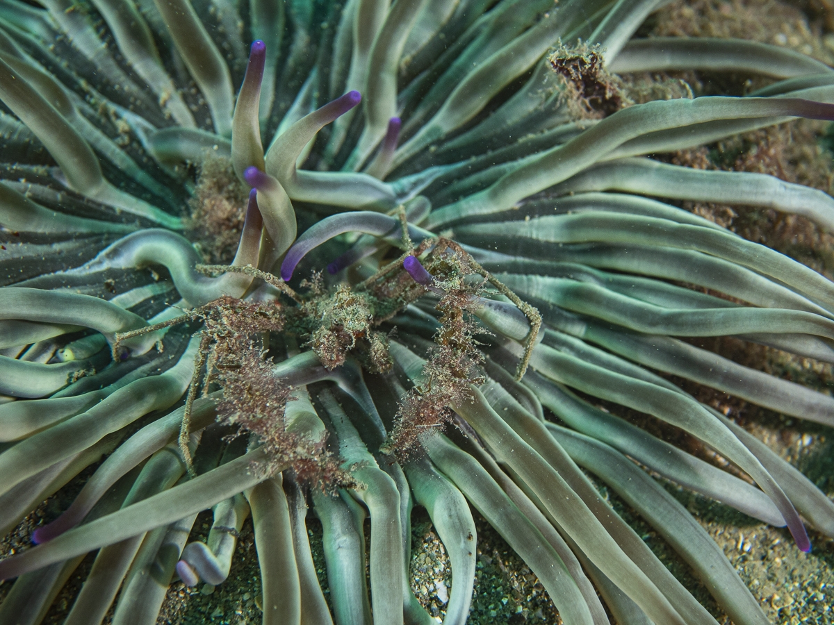 under water life