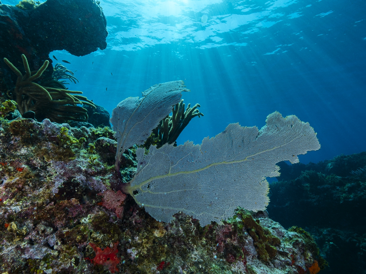under water life