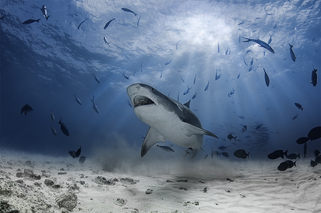 Predators in depth