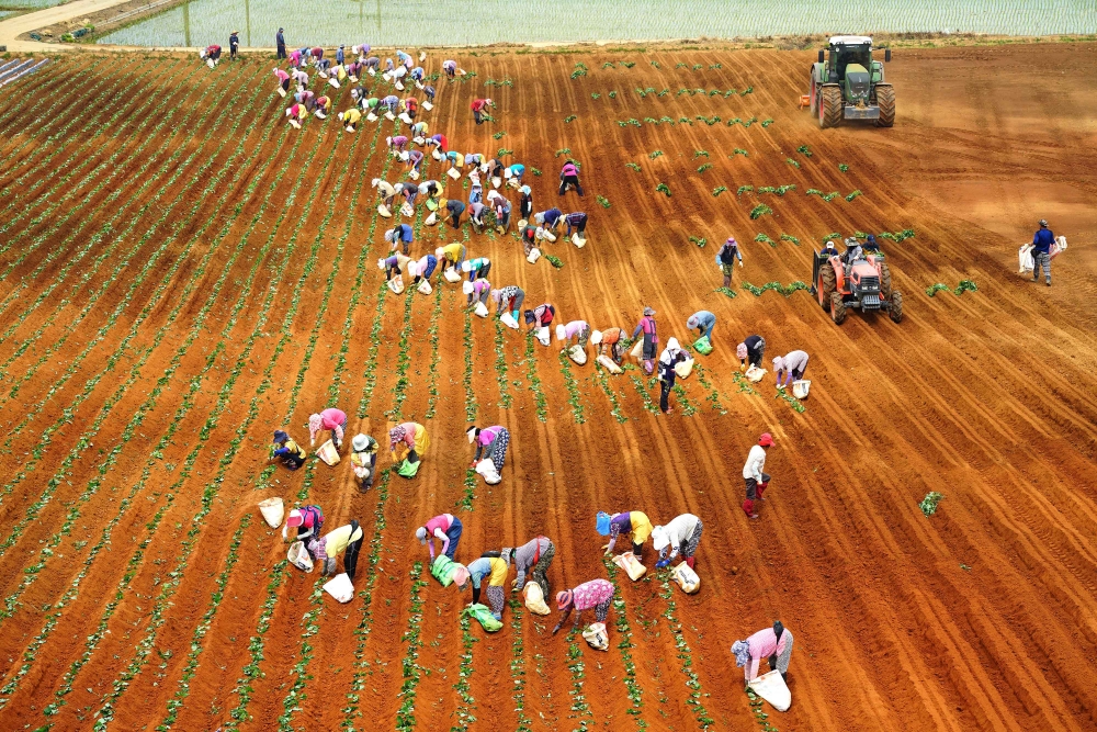 Our Farmhers, Our Mothers