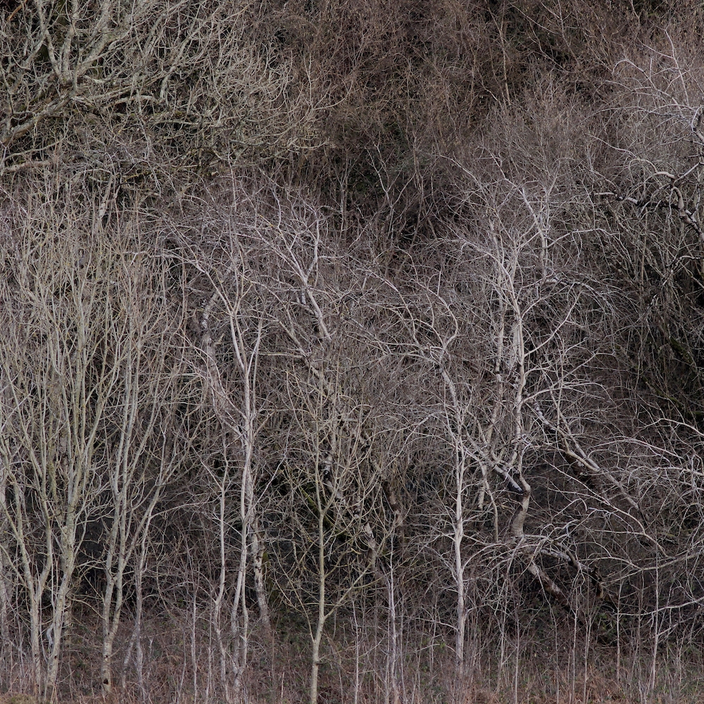 Talking Trees