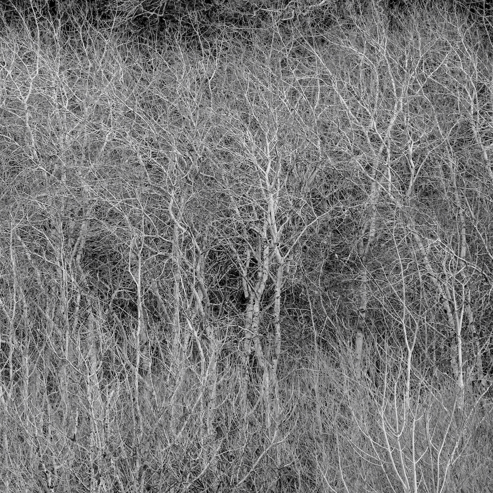 Talking Trees