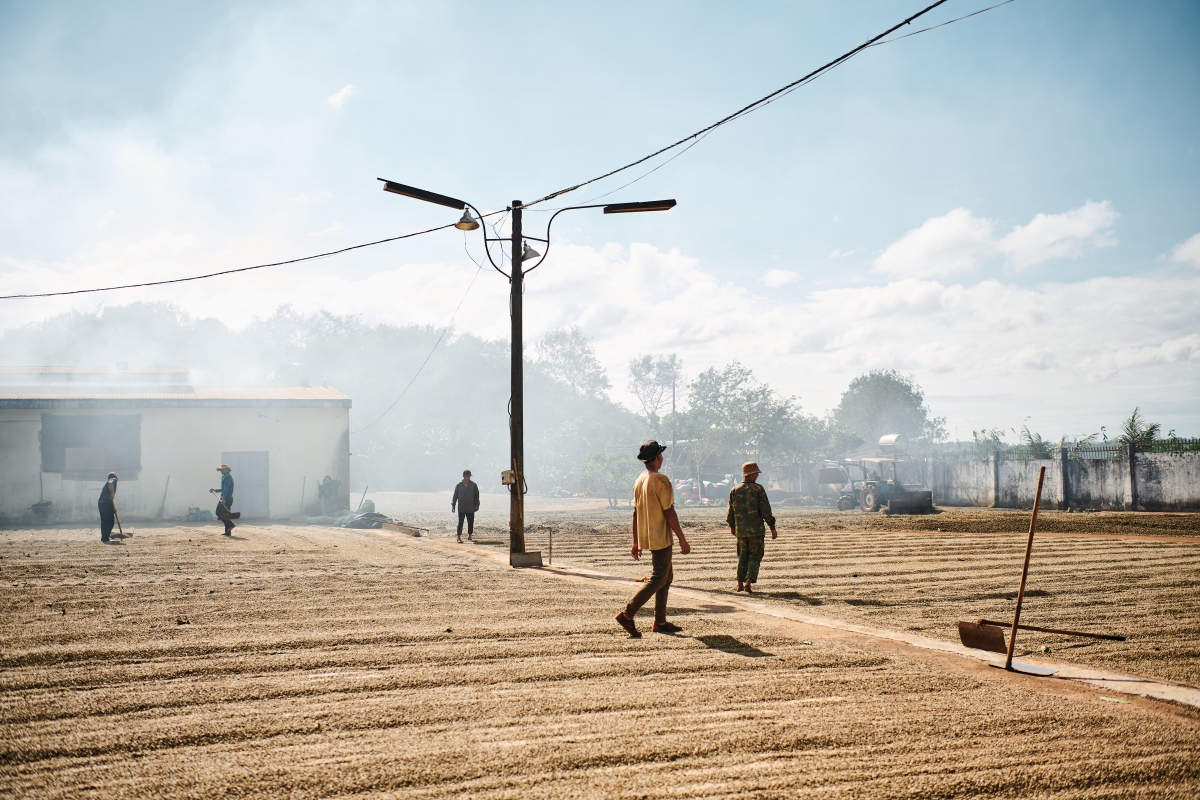 Vietnam Harvest 2023: Capturing the Beauty of the Harvest & People
