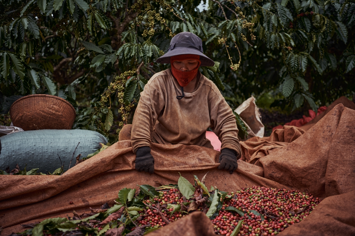 Vietnam Harvest 2023: Capturing the Beauty of the Harvest & People