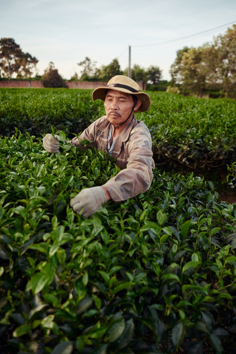 Vietnam Harvest 2023: Capturing the Beauty of the Harvest & People