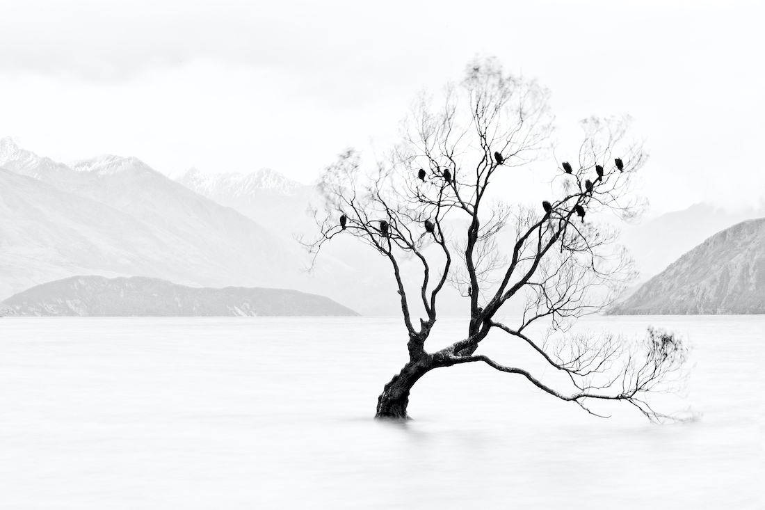 Lone tree, not lonely 