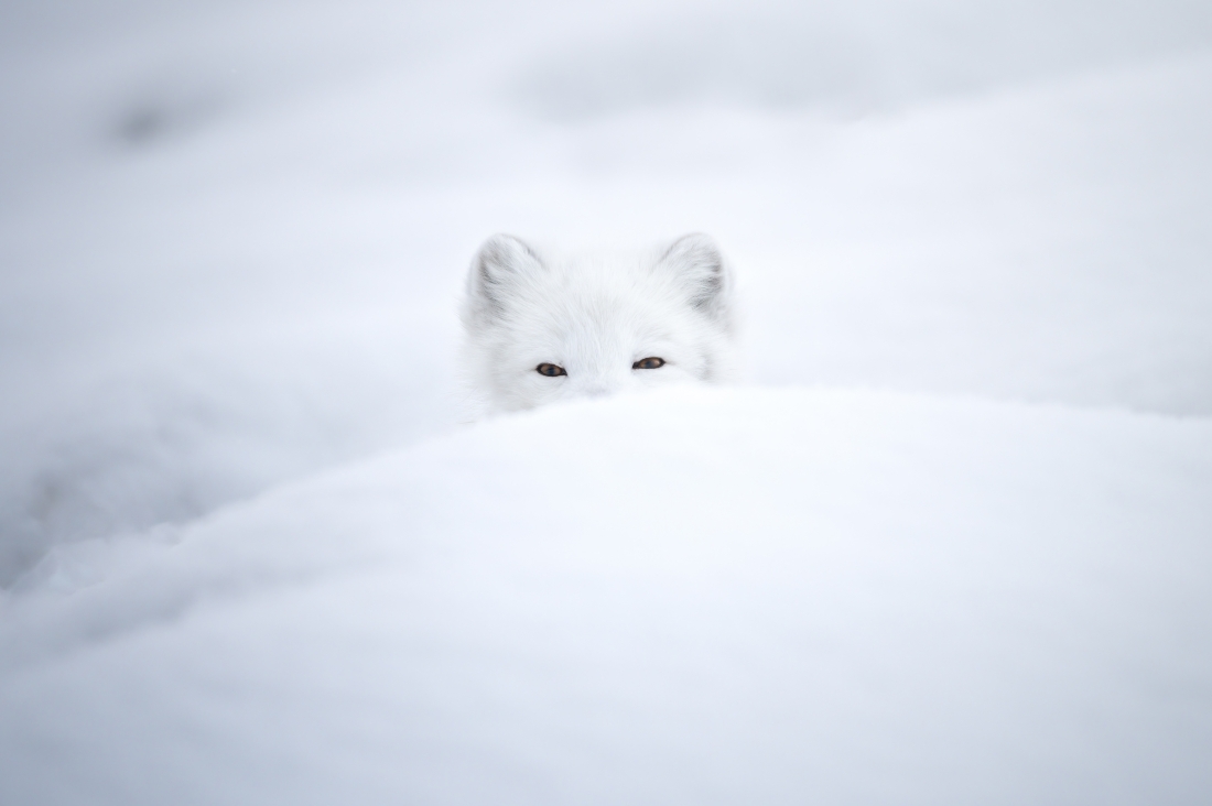 Footprints in the snow