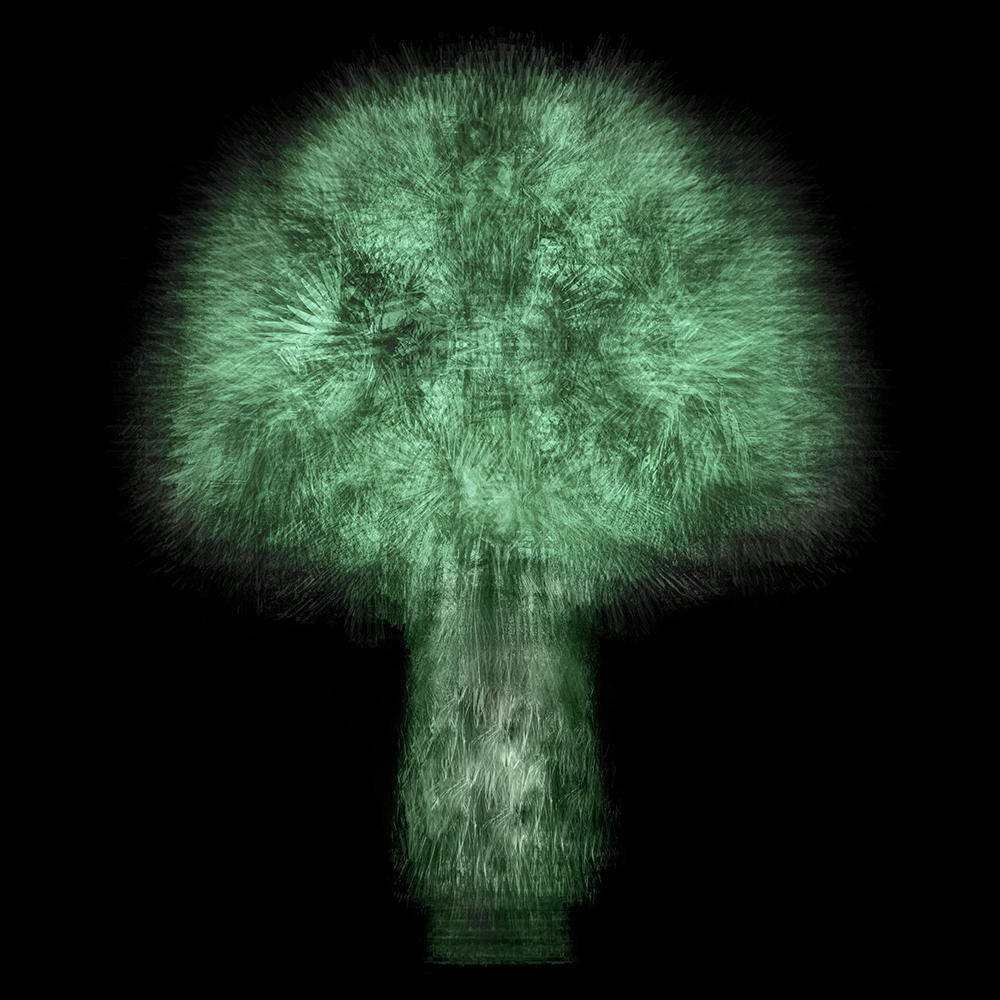 Multi-angled, Multi-opacity, 360-Degree Trees