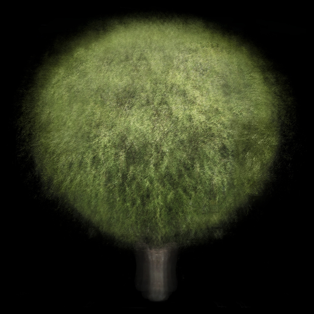 Multi-angled, Multi-opacity, 360-Degree Trees
