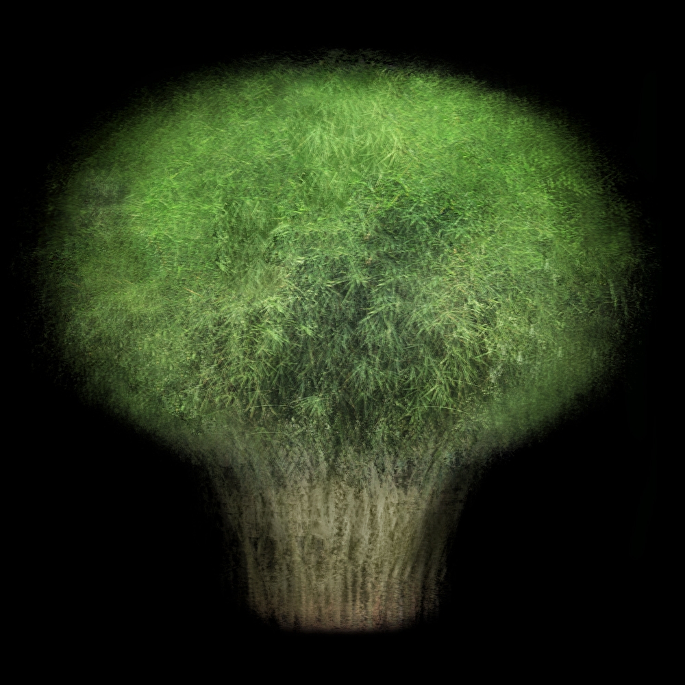 Multi-angled, Multi-opacity, 360-Degree Trees