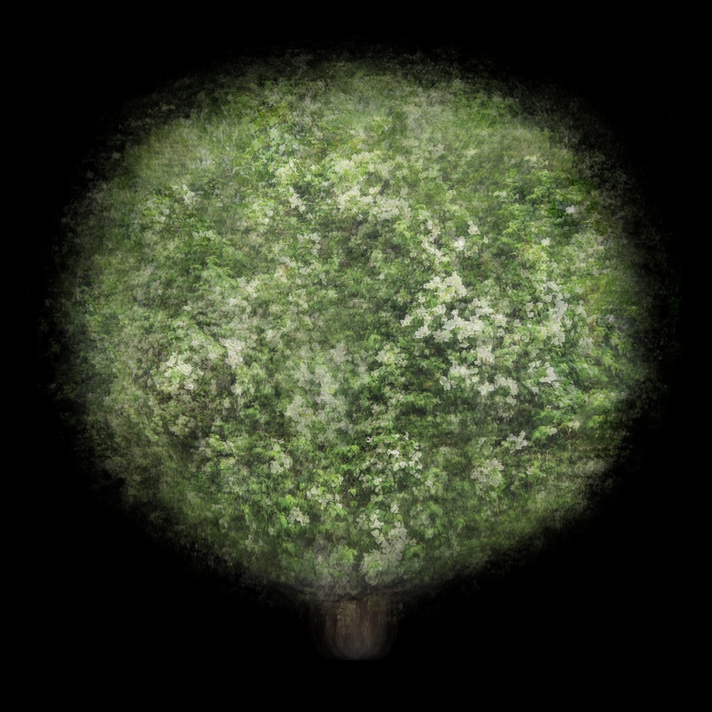 Multi-angled, Multi-opacity, 360-Degree Trees