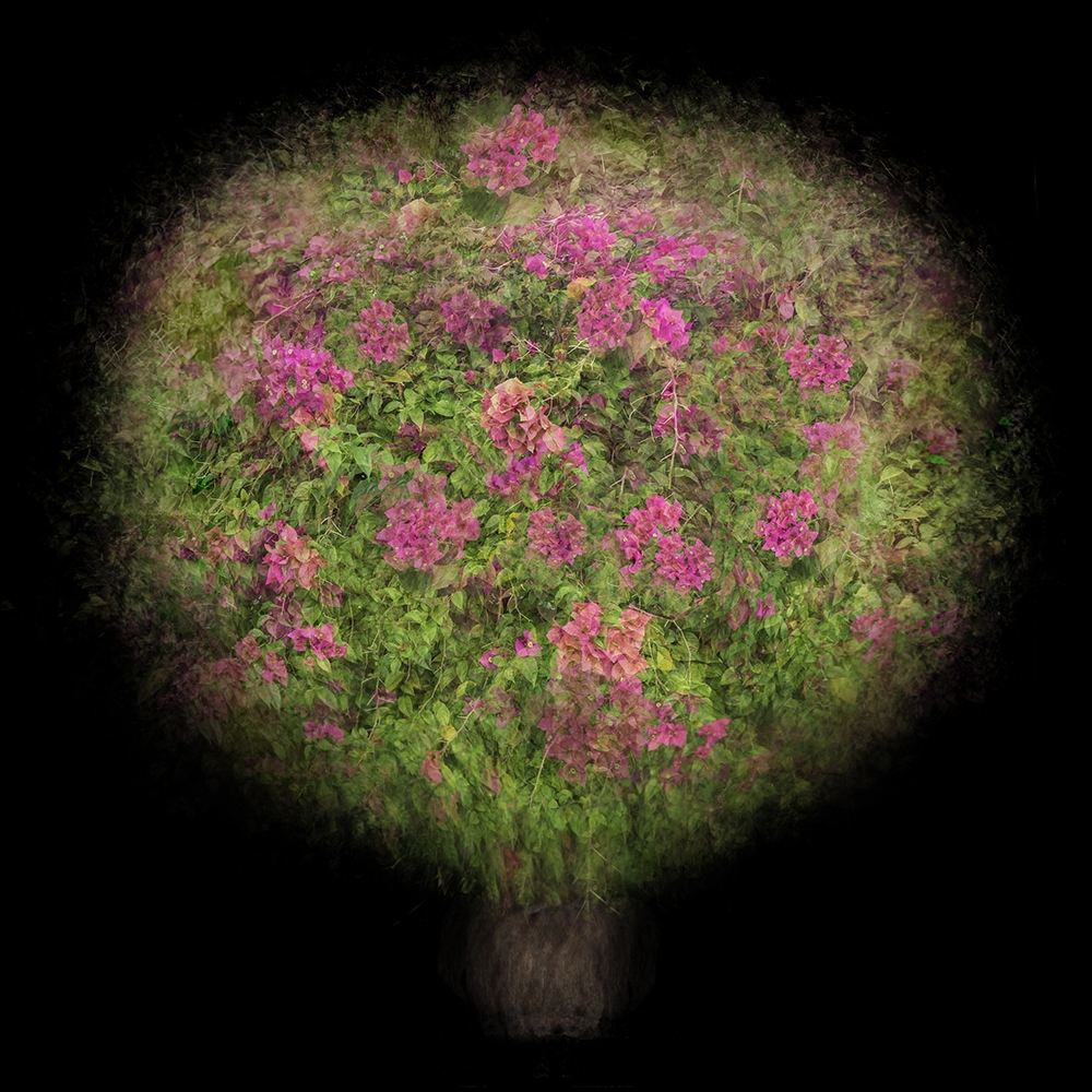 Multi-angled, Multi-opacity, 360-Degree Trees