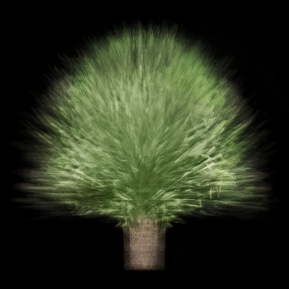 Multi-angled, Multi-opacity, 360-Degree Trees