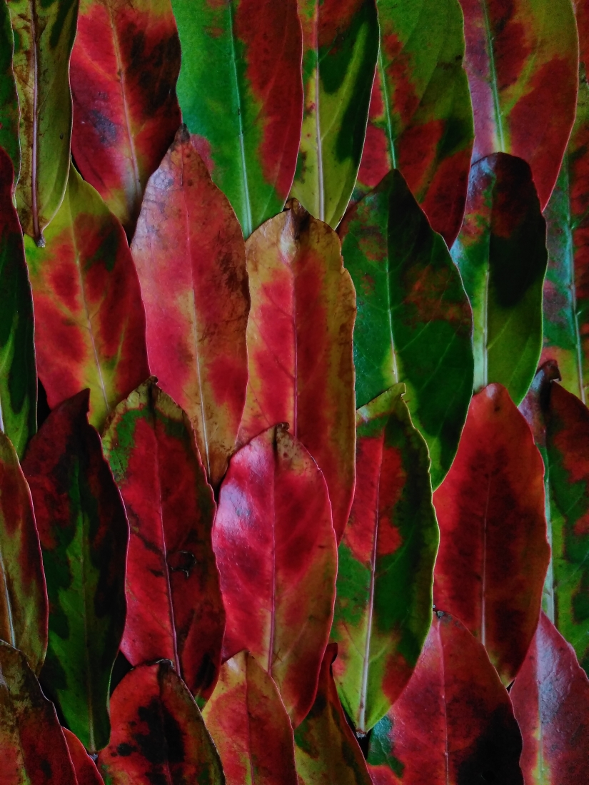 LEAVES