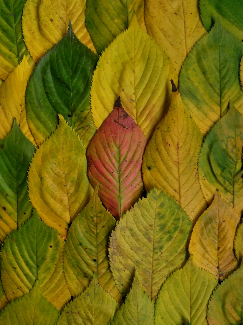 LEAVES