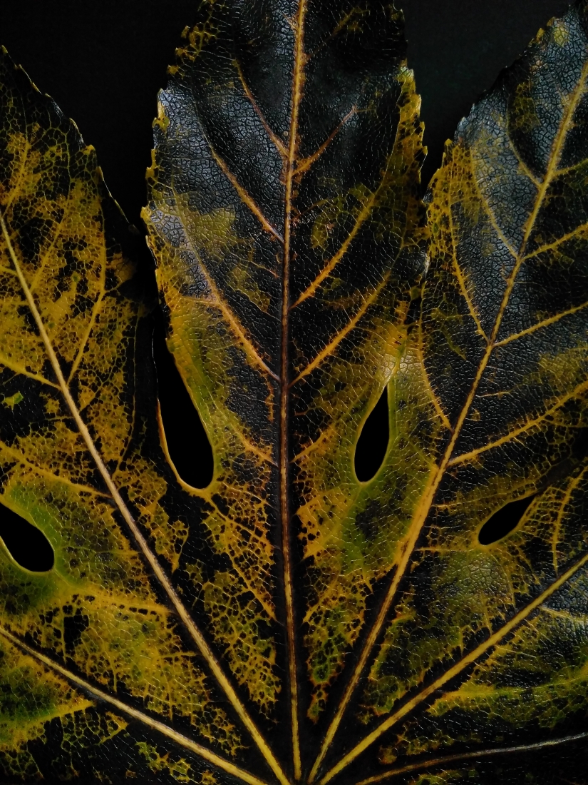 LEAVES