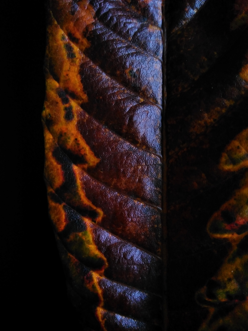 LEAVES