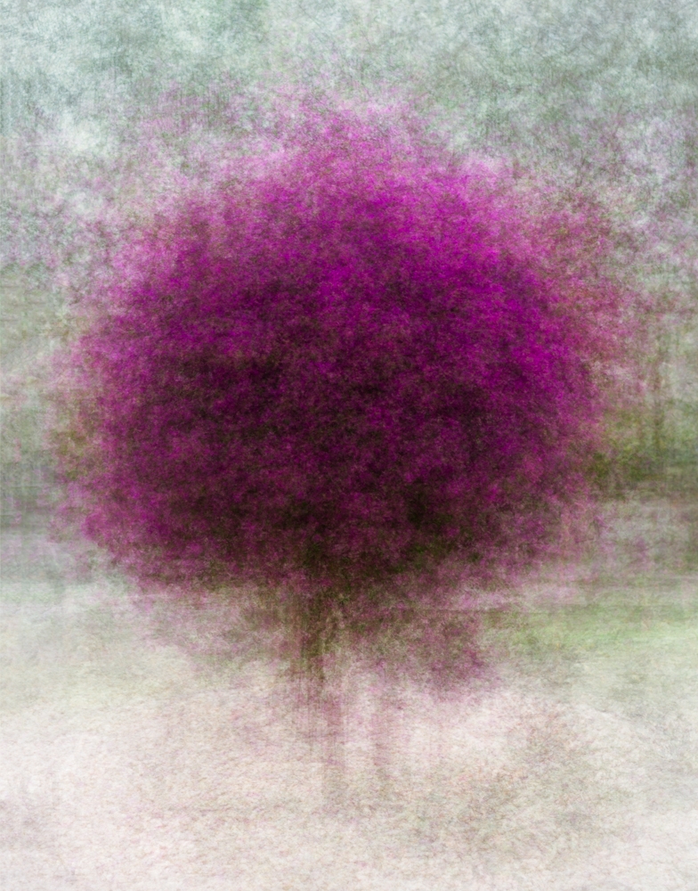 Bougainville