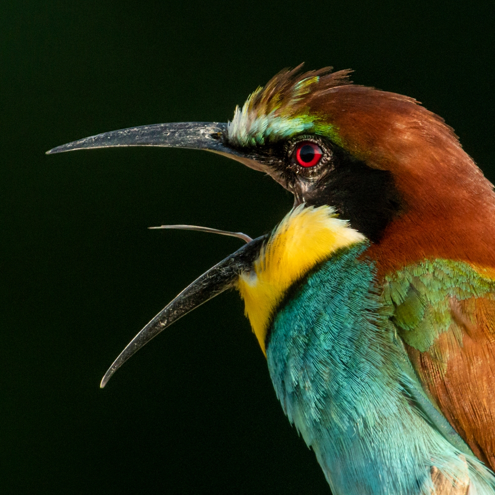 EUROPEAN BEE-EATER (Merops apiaster)