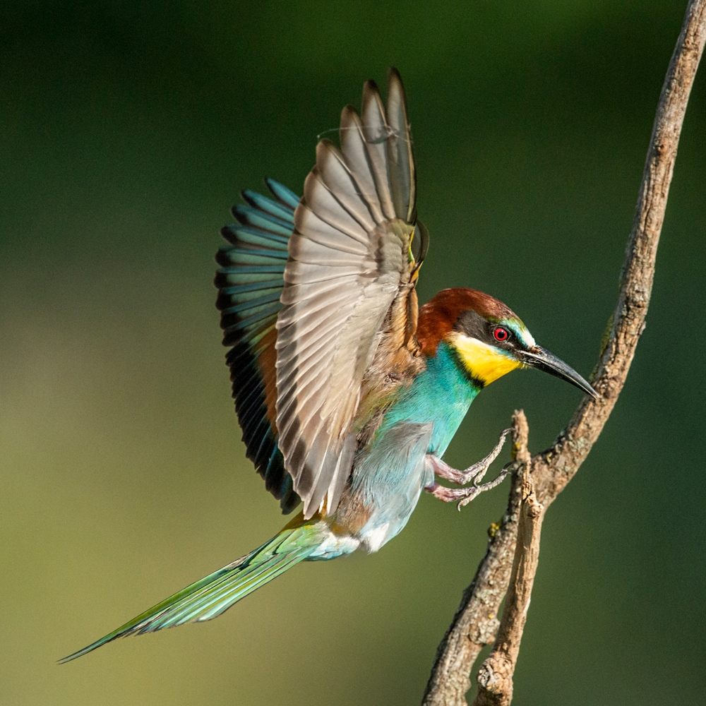 EUROPEAN BEE-EATER (Merops apiaster)