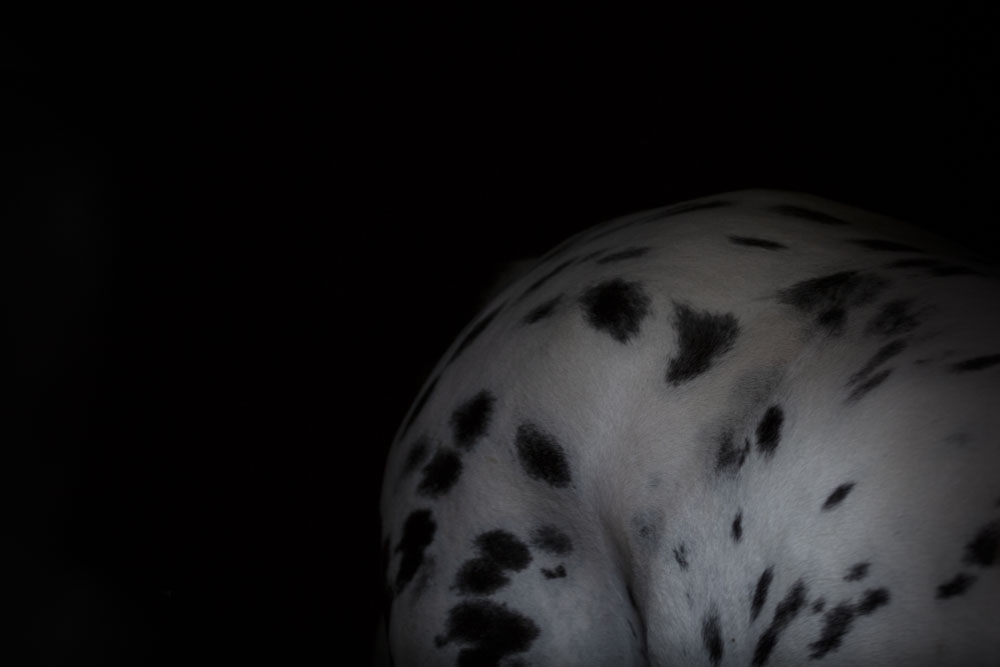 Beast of Burden